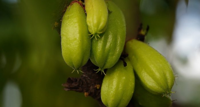 Cara Alami Membersihkan dan Melembabkan Kuku dengan Belimbing Wuluh