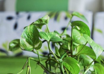 10 Manfaat Daun Sirih bagi Kesehatan