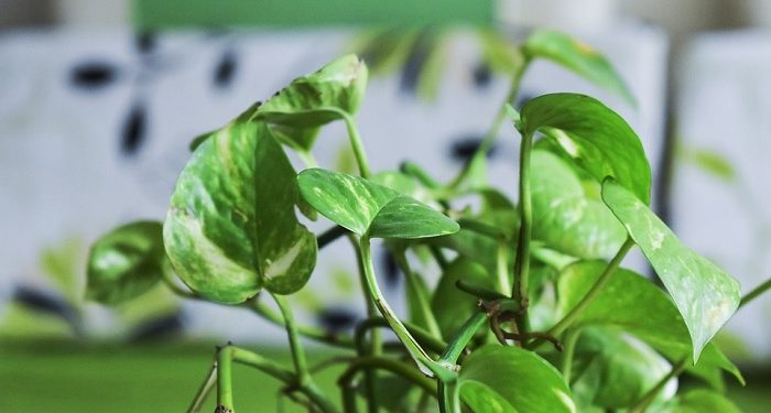 10 Manfaat Daun Sirih bagi Kesehatan