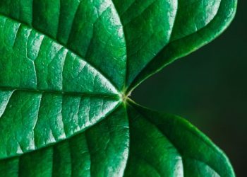 Cara mengurangi bau badan dengan daun sirih