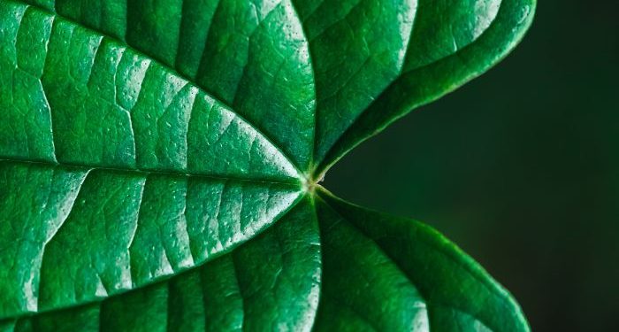 Cara mengurangi bau badan dengan daun sirih