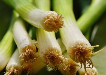 Daun aromatik untuk melezatkan masakan