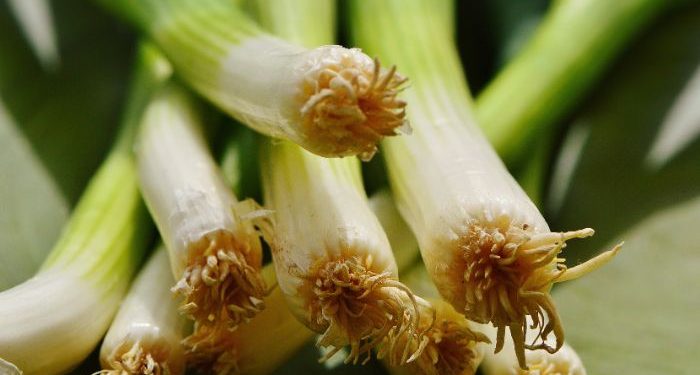 Daun aromatik untuk melezatkan masakan