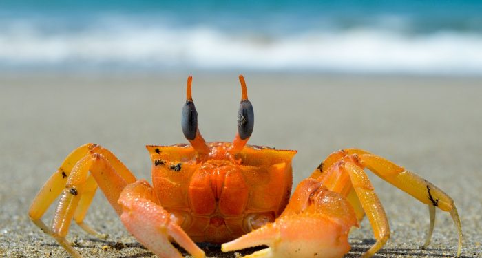 4 Manfaat Mengonsumsi Daging Kepiting bagi Kesehatan