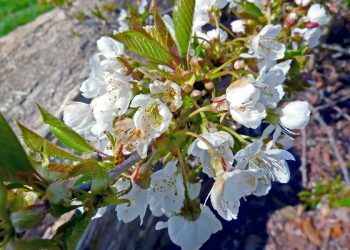 Manusia terbaik dan utama menurut Quran dan sunnah