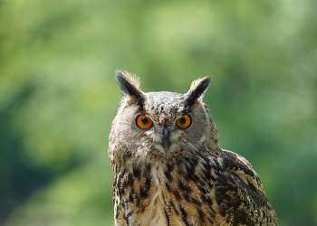 Kisah Burung Hantu dan Kelelawar