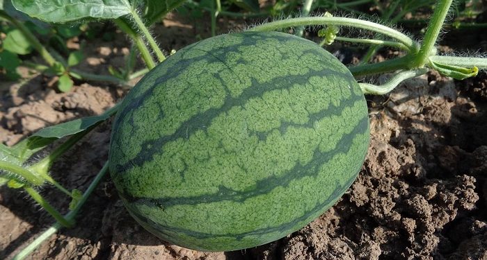 Yuk Cerah dan Segarkan Wajah dengan Masker Semangka Homemade