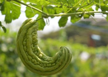 Cara menghilangkan rasa pahit pare