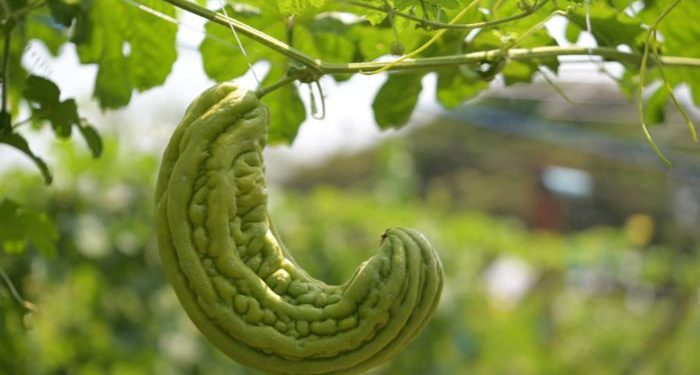 Cara menghilangkan rasa pahit pare