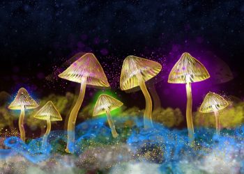 Mengenal Fenomena Bioluminescence dan Algae Blooms