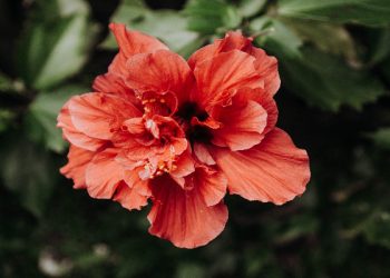 Cemburunya Aisyah terhadap Khadijah