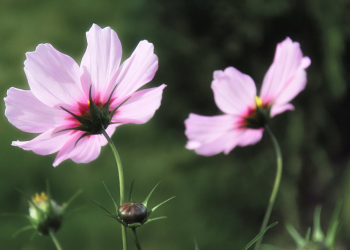 Ini 18 Cara Suami Istri Jaga Keharmonisan Keluarga