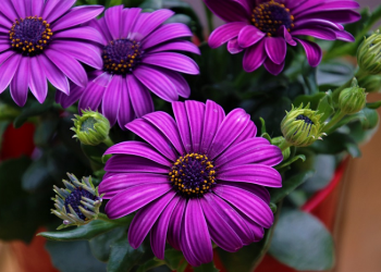 Merenda Bahagia dalam Suka dan Duka bersama Keluarga