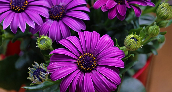 Merenda Bahagia dalam Suka dan Duka bersama Keluarga