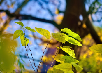 Menjaga Keluarga Tetap Harmonis (Bagian 1)