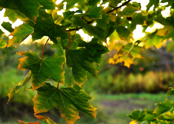 Menyikapi Masalah dalam Keluarga (Bagian 1)