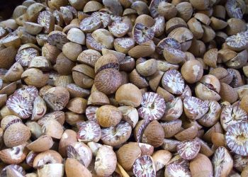 Status Kehalalan Biji Buah Pala untuk Bumbu Masakan