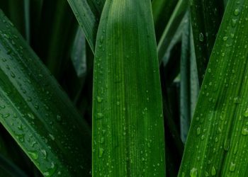 Cara mengatasi flek hitam pada wajah dengan pandan