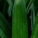 Cara mengatasi flek hitam pada wajah dengan pandan