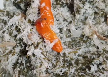 Resep Oblok-Oblok Daun Adas, Sehat dan Lezat