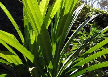 5 Manfaat Konsumsi Daun Pandan Bagi Kesehatan