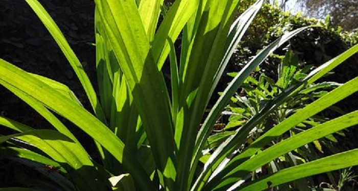 5 Manfaat Konsumsi Daun Pandan Bagi Kesehatan