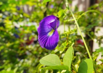 Bunga Telang dan Manfaatnya bagi Kesehatan