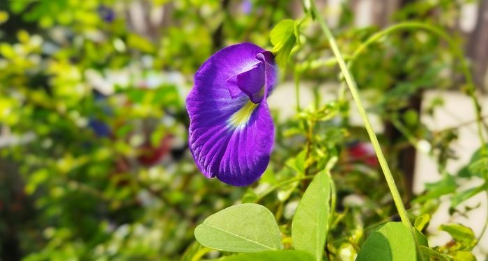 Bunga Telang dan Manfaatnya bagi Kesehatan