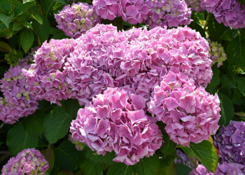 Di Balik Kunjungan Anies dan MUI ke Habib Rizieq