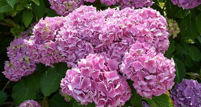 Di Balik Kunjungan Anies dan MUI ke Habib Rizieq