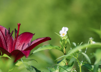 Dua Belas Cara Membiasakan Keluarga Berakhlak Mulia