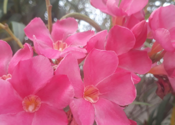 Pembersihan Jiwa Raga bagi Keluarga Sakinah