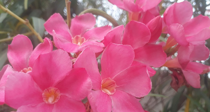 Pembersihan Jiwa Raga bagi Keluarga Sakinah