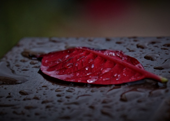 Cukuplah Kematian Sebagai Peringatan