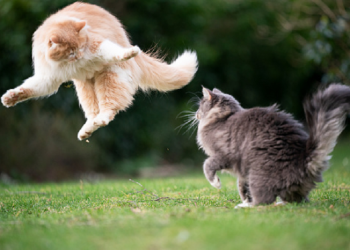 Pertengkaran Menyebabkan Perceraian