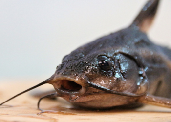 Dua Cara Mudah Membersihkan Lendir pada Lele