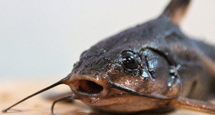 Dua Cara Mudah Membersihkan Lendir pada Lele