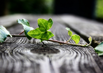 Tak Berjarak dengan Allah dan Alquran pada Masa Pandemi