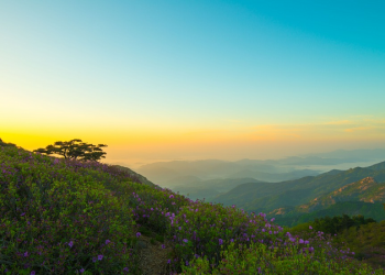 Alasan Imam asy Syafi'i digelari Nashir As Sunnah (Pembela Sunnah)