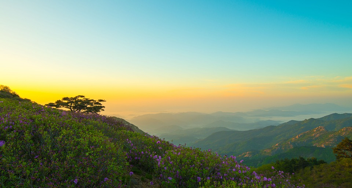 Alasan Imam asy Syafi'i digelari Nashir As Sunnah (Pembela Sunnah)