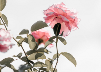 Sikap Terbaik Suami kepada Istri