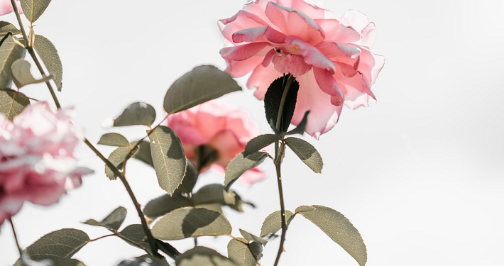 Sikap Terbaik Suami kepada Istri