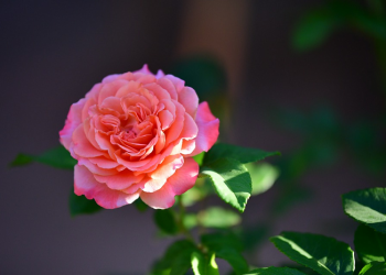 Lima Sikap Muslim Pasca Ramadan