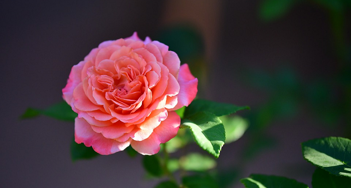 Lima Sikap Muslim Pasca Ramadan