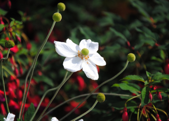 Ikhlas adalah Buah dari Ketauhidan