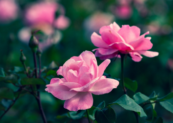 Doa Agar Hidup Lebih Baik