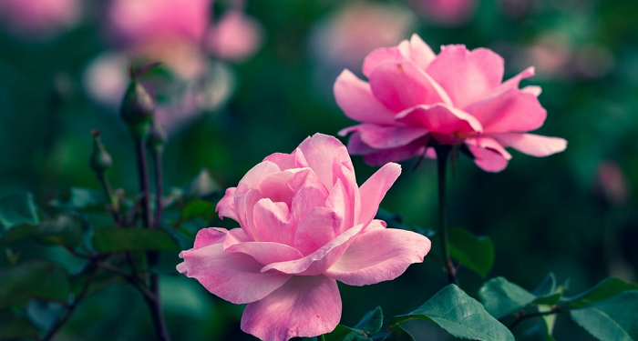 Doa Agar Hidup Lebih Baik