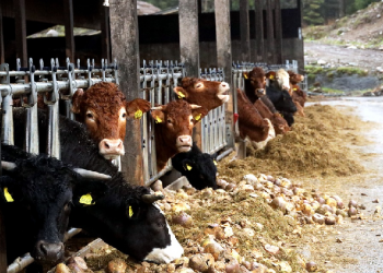 Laznas Baitul Maal Hidayatullah Gandeng Peternak untuk Qurban