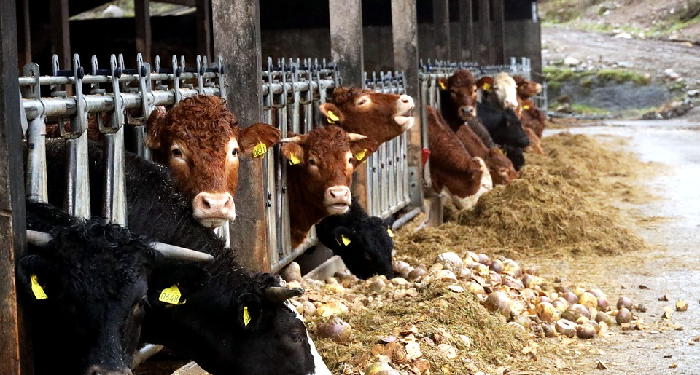 Laznas Baitul Maal Hidayatullah Gandeng Peternak untuk Qurban