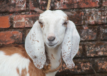 Jadi Agen Global Qurban - ACT, Luaskan Kebaikan